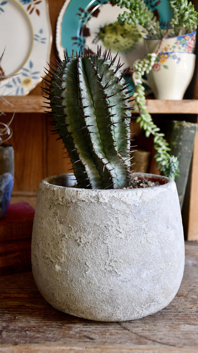 Euphorbia Horrida (African Milk Barrel)