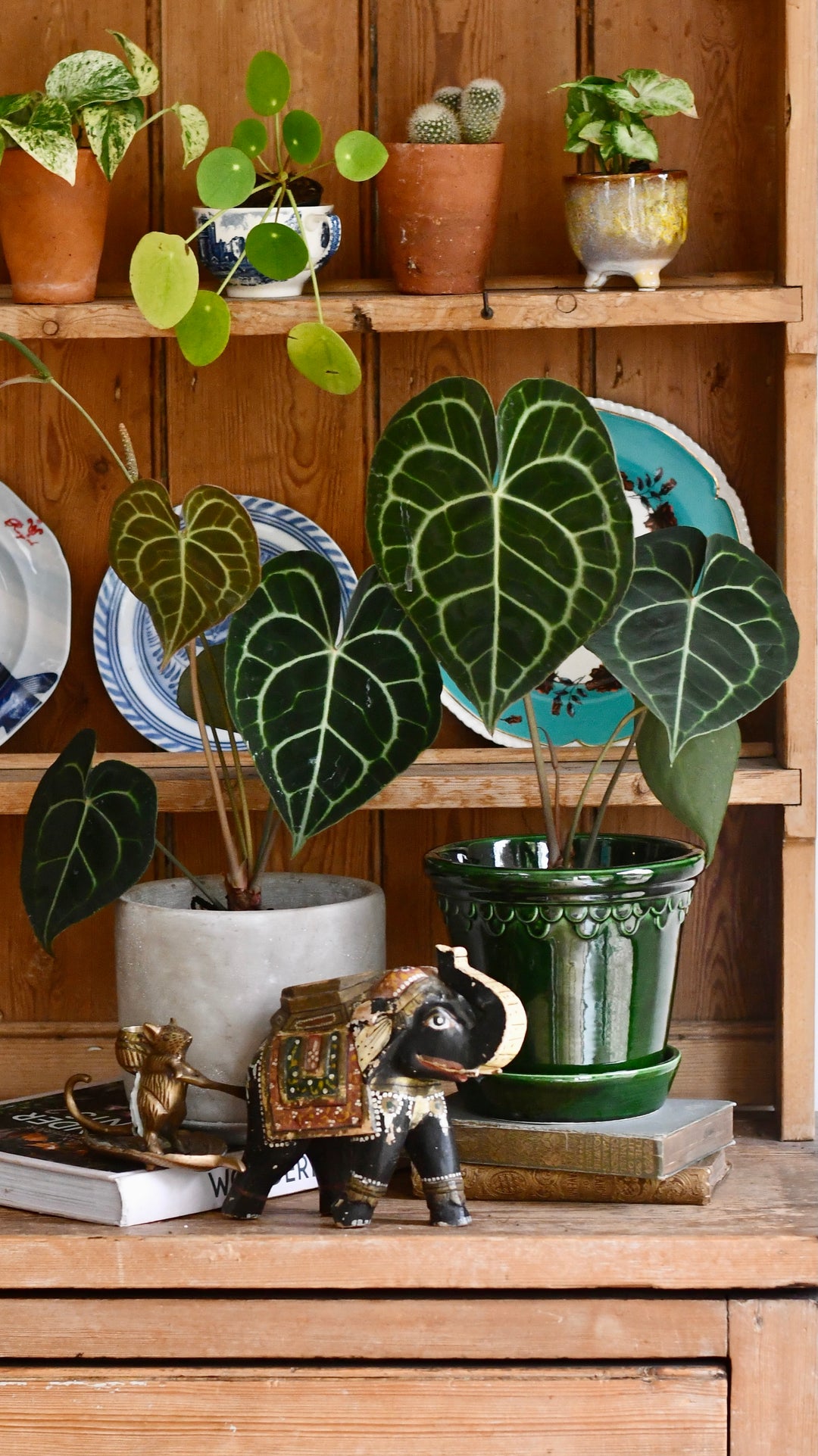 anthurium clarinervium large Anthurium Clarinervium | Giant Laceleaf Indoor Plant