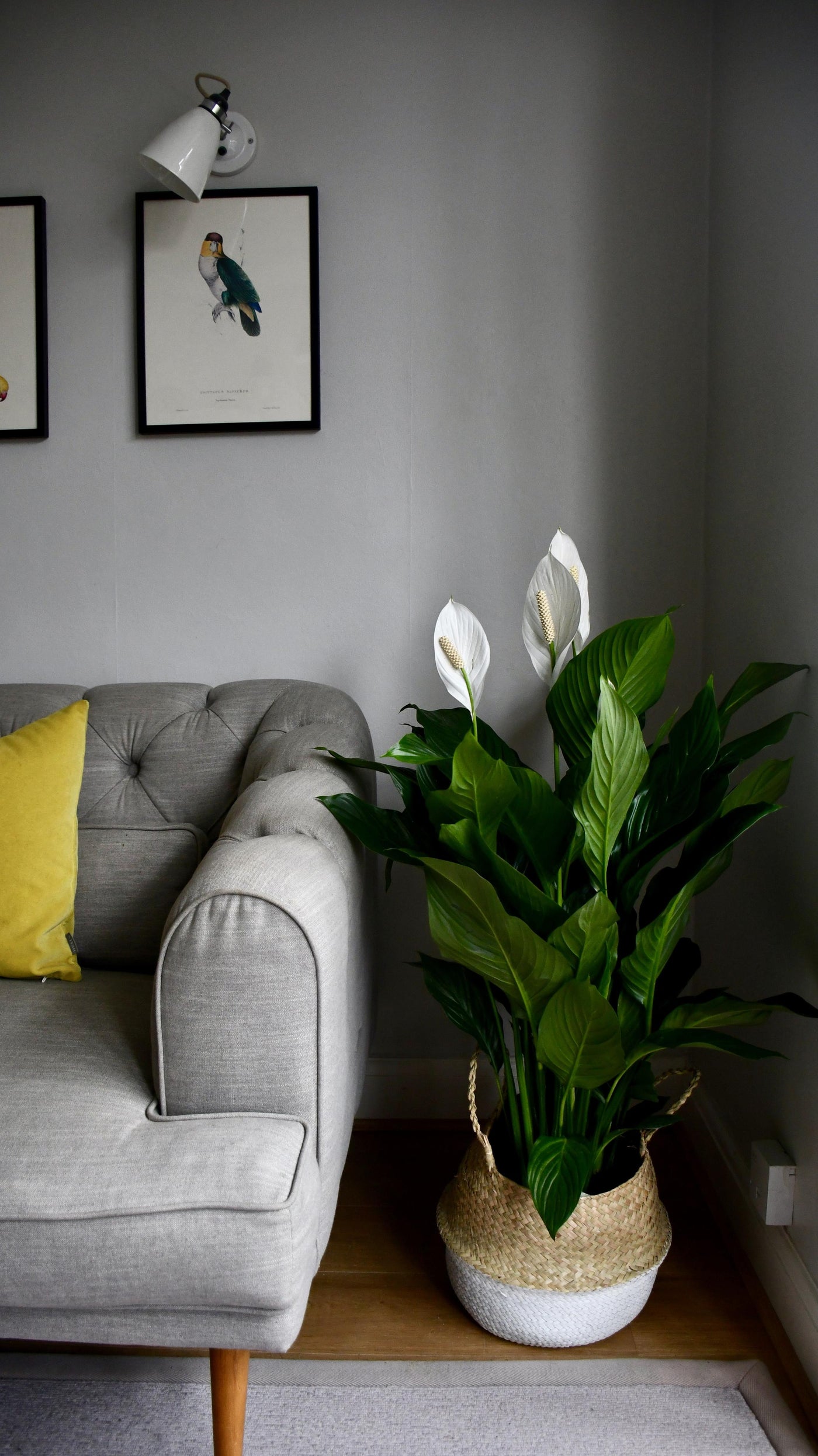 peace lily in room XL Spathiphyllum, Peace Lilly – Happy Houseplants