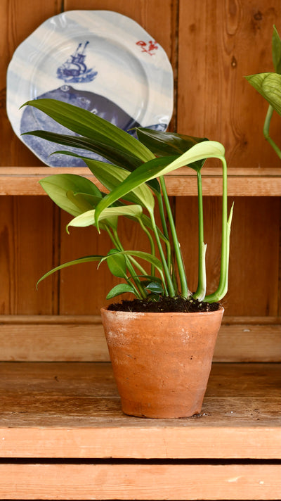 Epipremnum Pinnatum (Dragon Tail Plant)