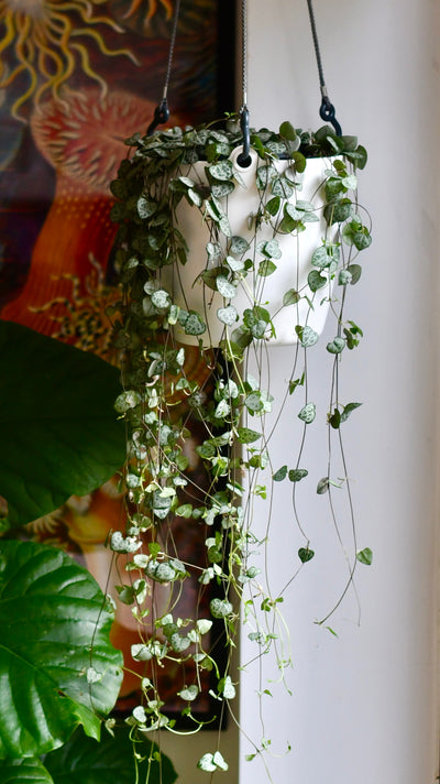 Large String of Hearts or Ceropegia woodii & Hanging Pot