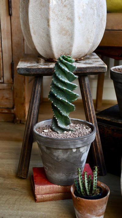 Medium Cereus Forbesi Spiral (Spiral Cactus)