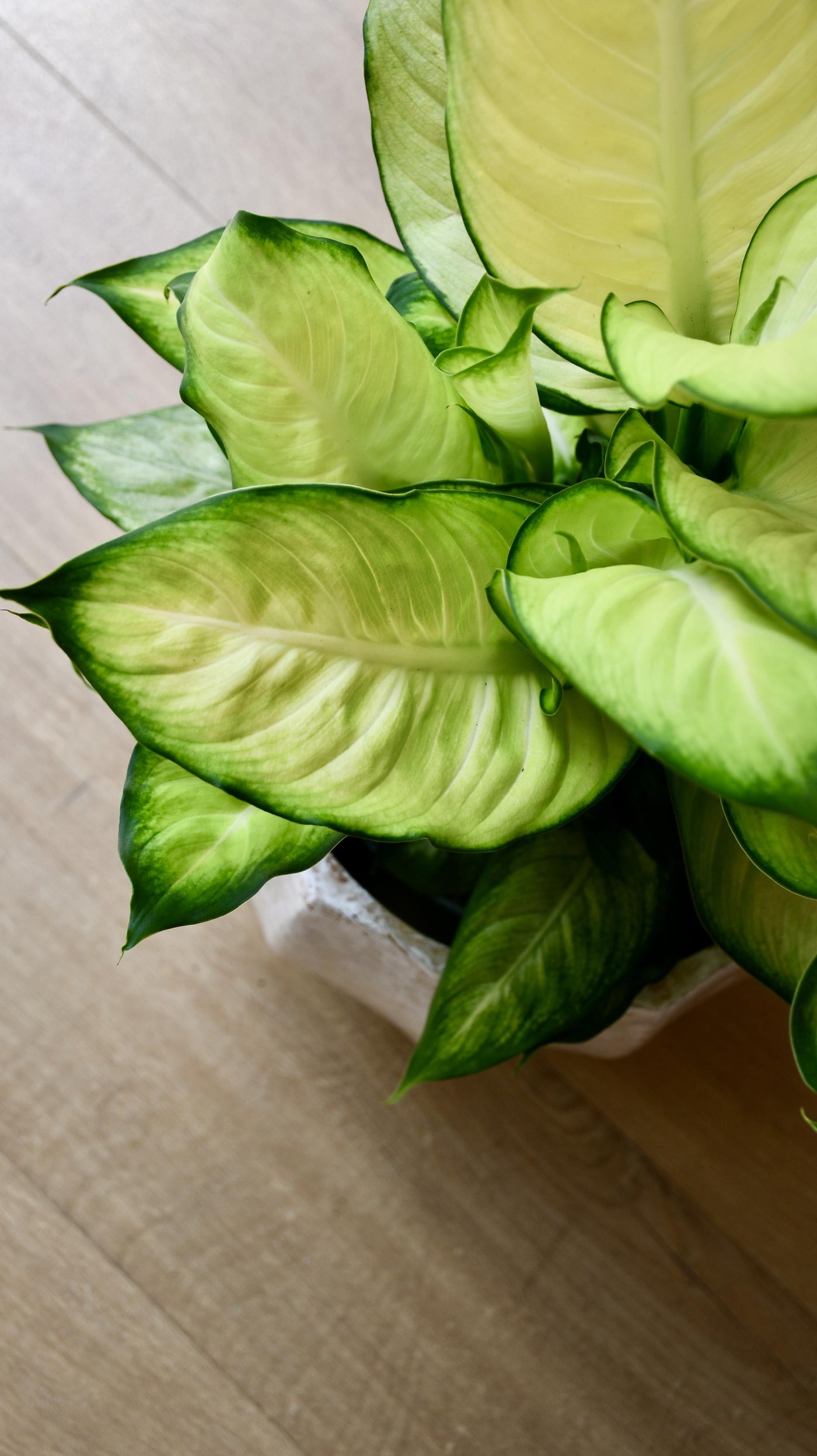 Dieffenbachia Summer (Dumb cane or Leopard Lily)