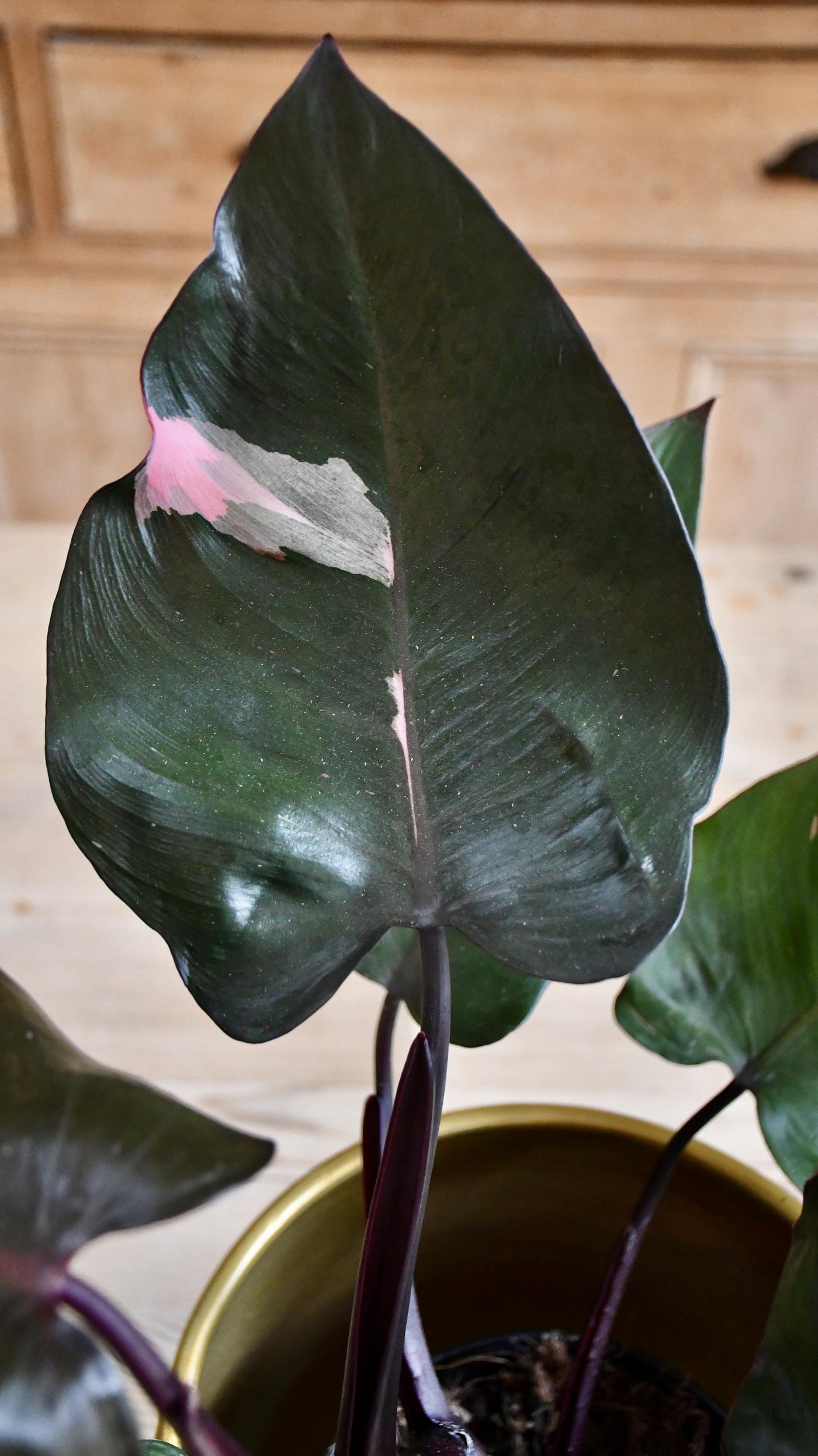 Philodendron Pink Princess