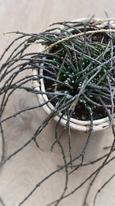 Cynanchum Marnierianum - Bundle of Sticks