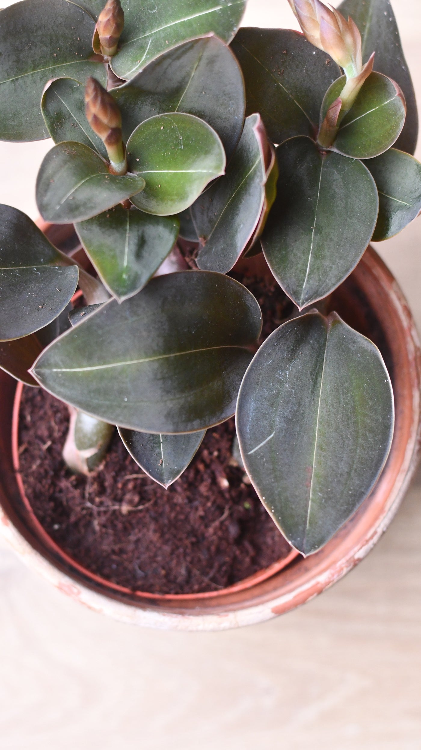 Black Velvet Jewel Orchid *rare* (Ludisia Discolor Black Velvet)