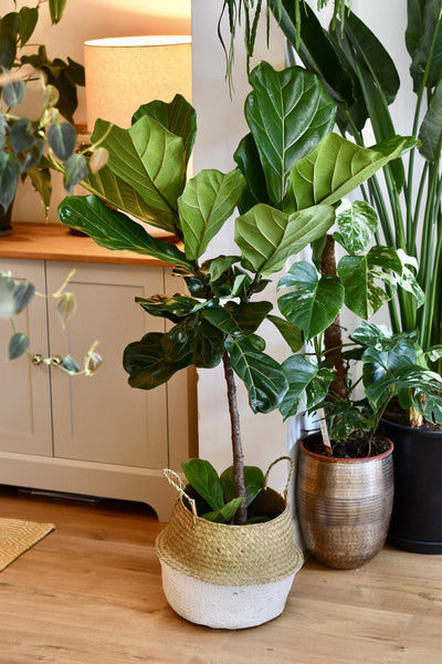Ficus Lyrata Tree (Fiddle Fig Tree)