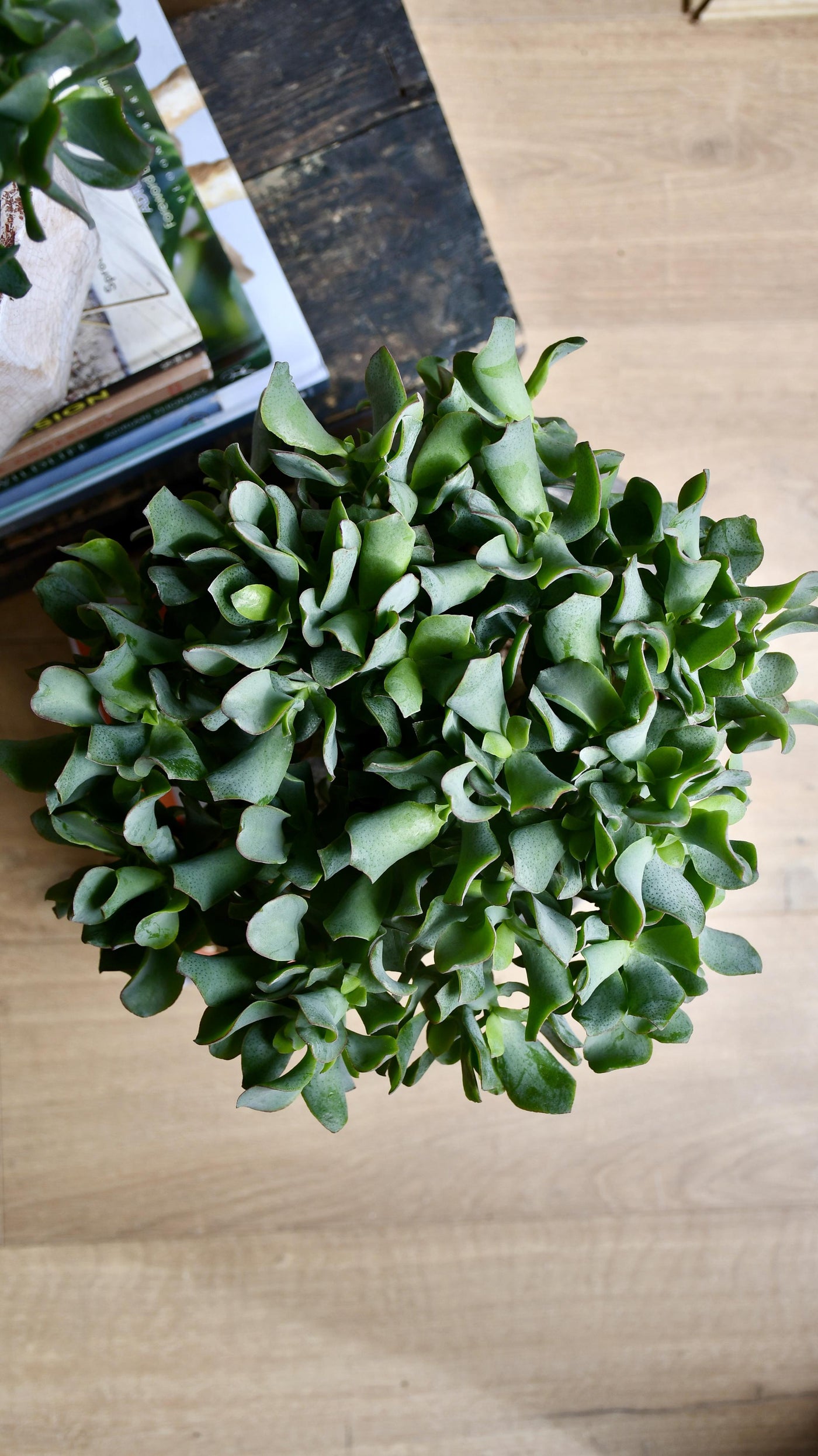 Crassula Bonsai Tree - Jade Bonsai
