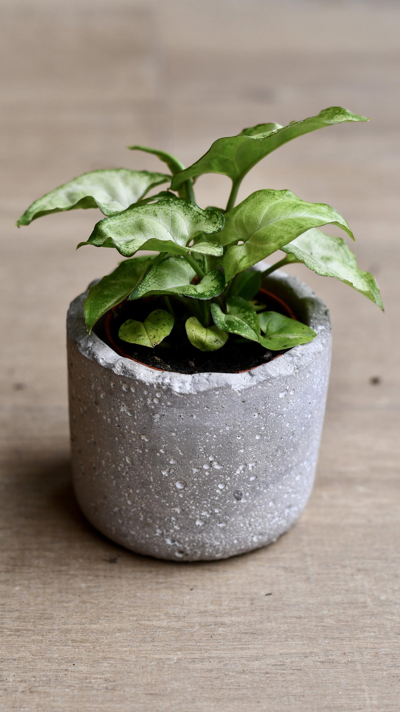 Baby Syngonium White Butterfly