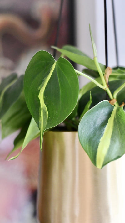 Philodendron Brasil & Atsu Brass Hanging Planter