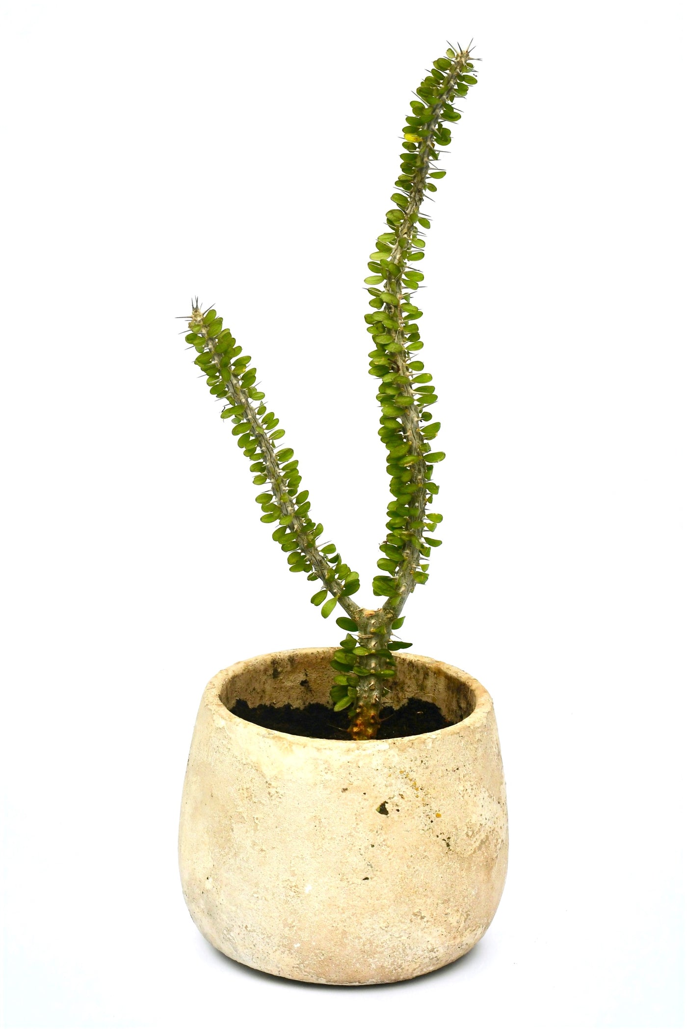 ocotillo house plant Alluaudia Procera | Madagascar Ocotillo