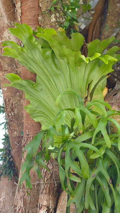 Platycerium Superbum | Staghorn Fern *rare*