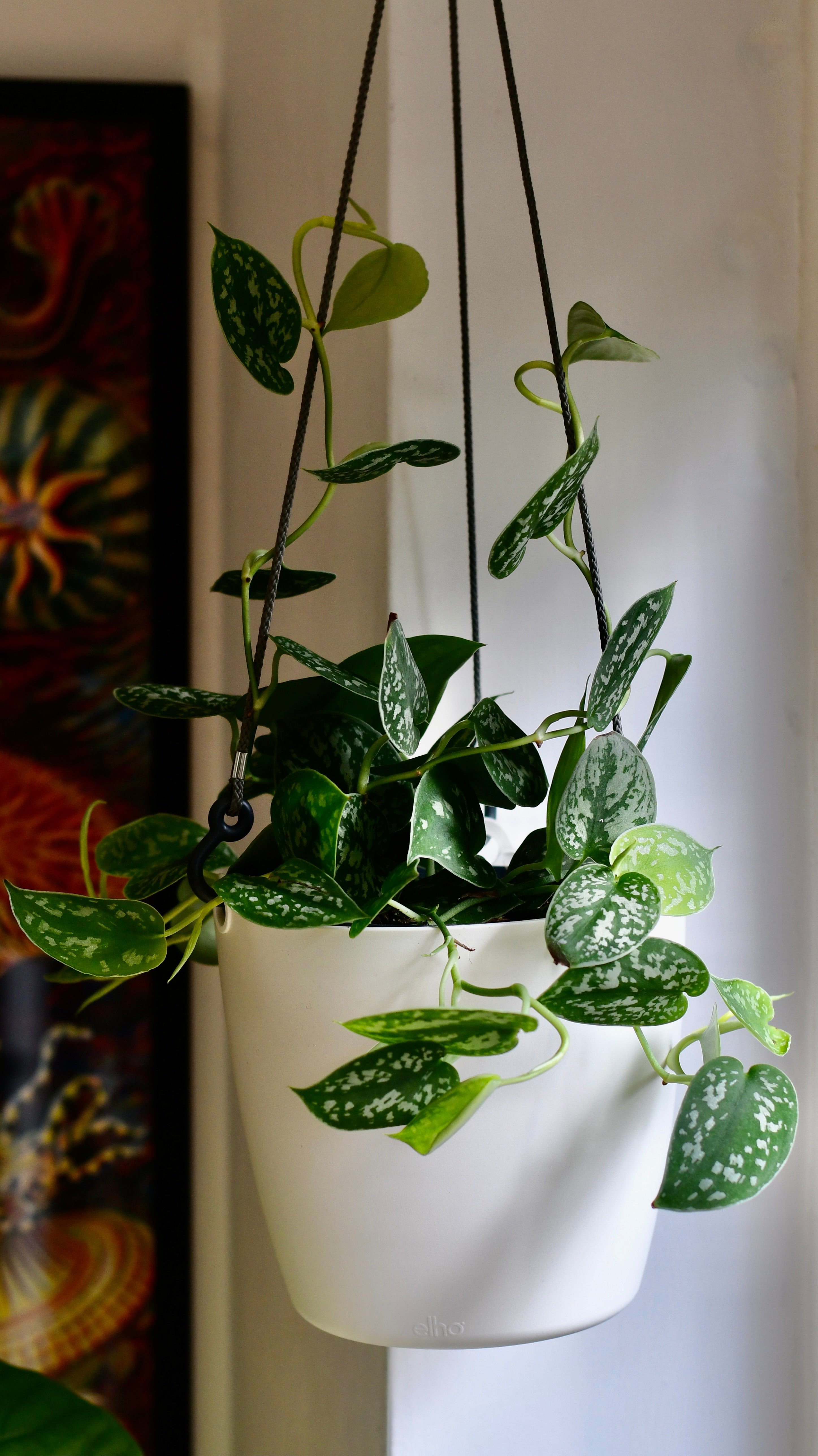 Scindapsus Pictus & Hanging Basket Happy Houseplants Happy Houseplants