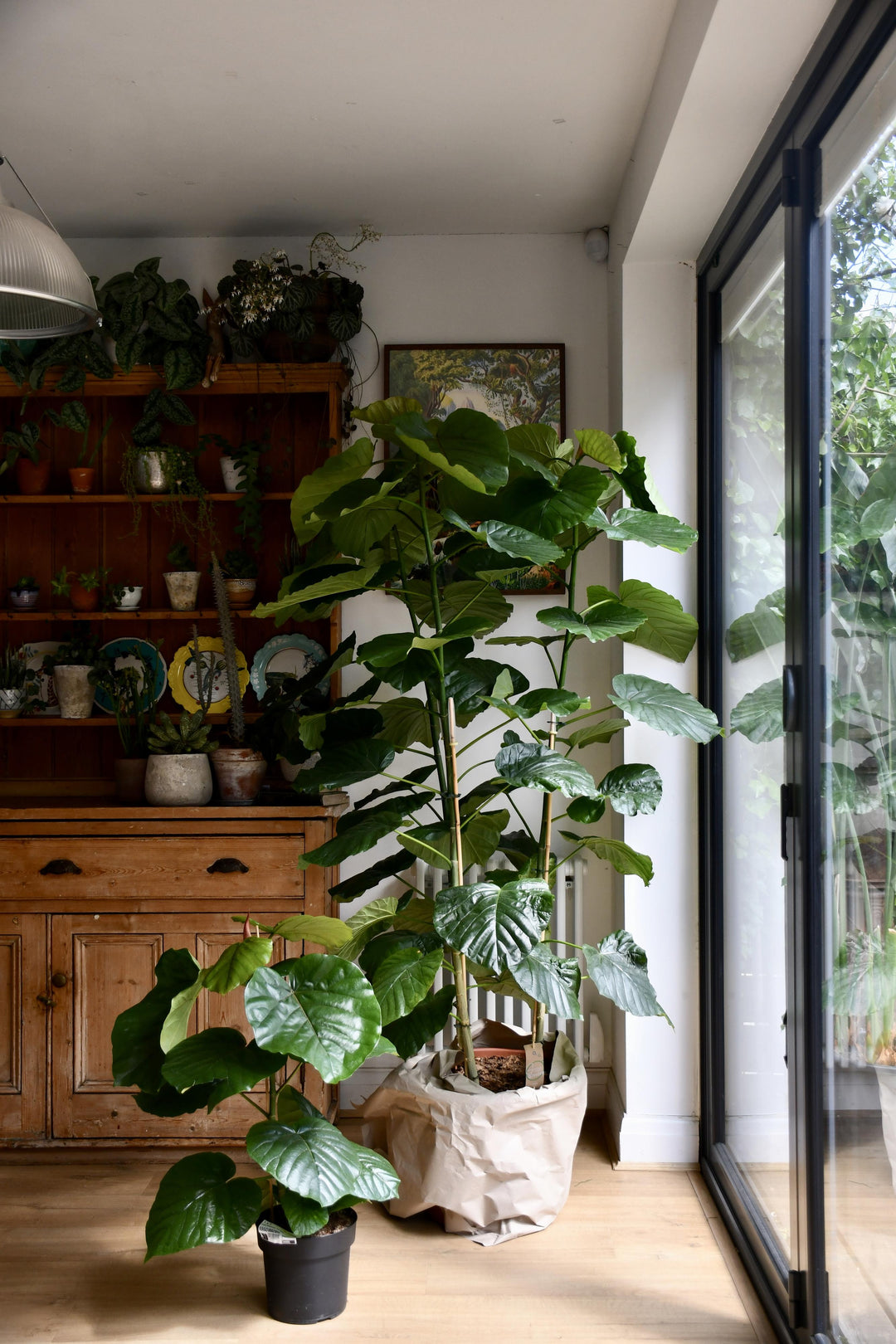 Ficus Umbellata