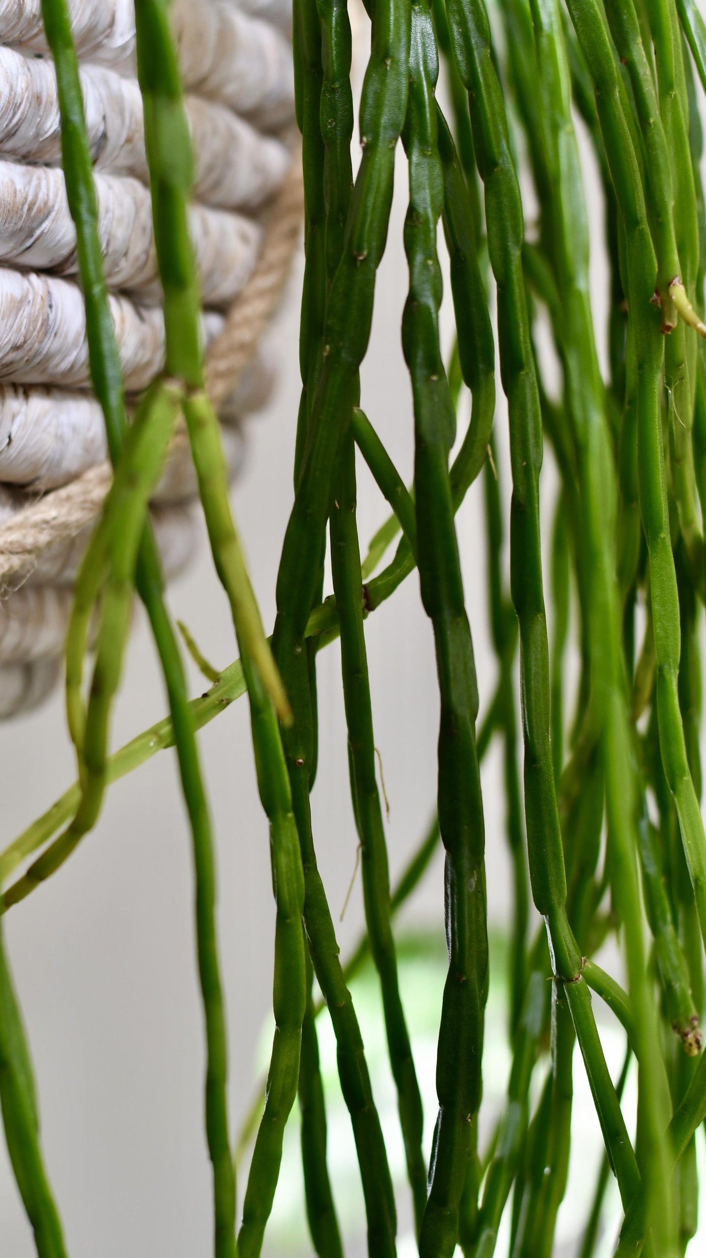 Rhipsalis Paradoxa - Chain Cactus