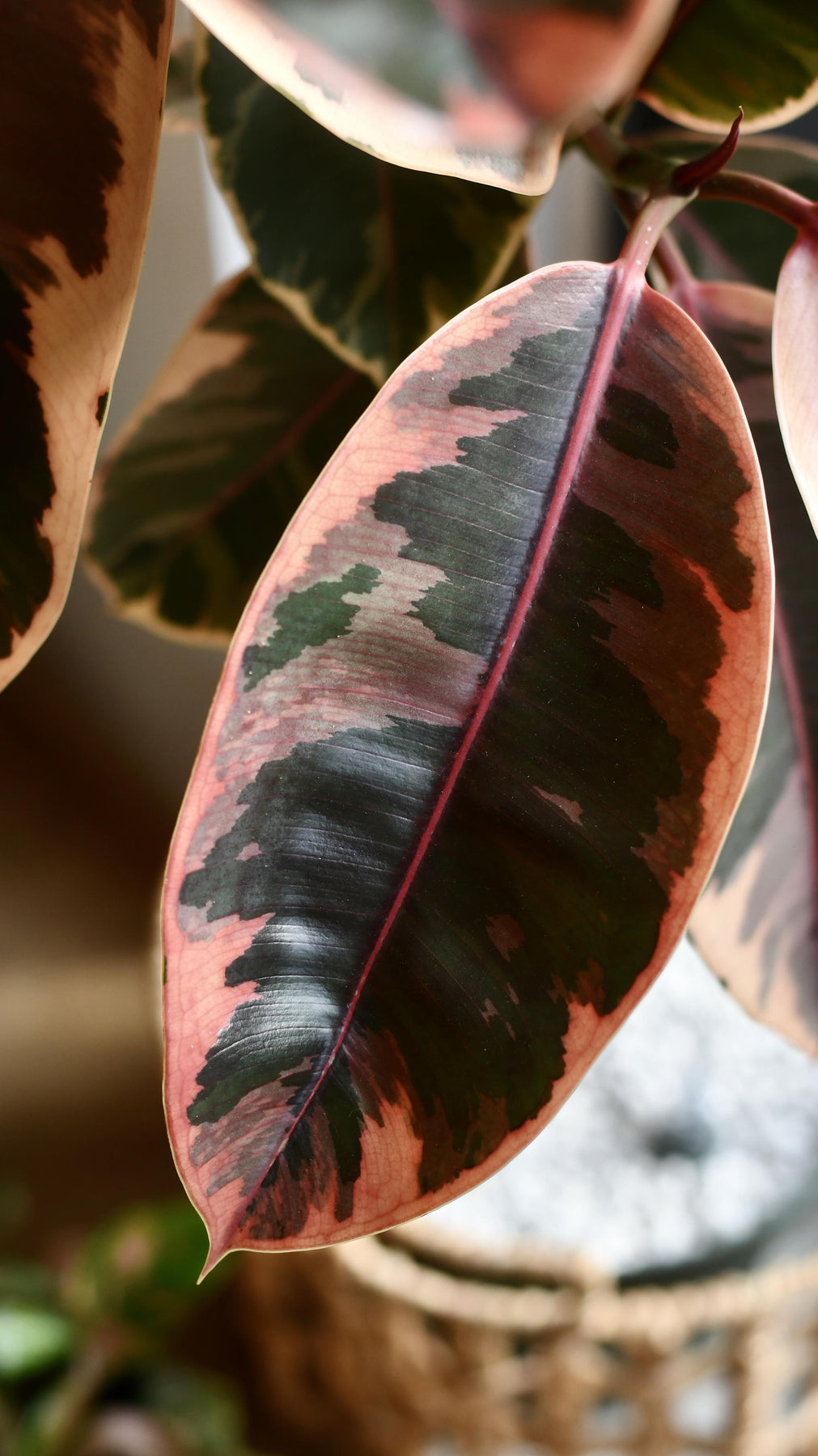 Princess Ficus Ficus Pink Princess Tree | Rare Plants | Happy Houseplants – Happy ...