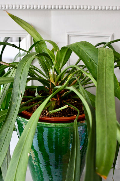 Anthurium Vittarifolium