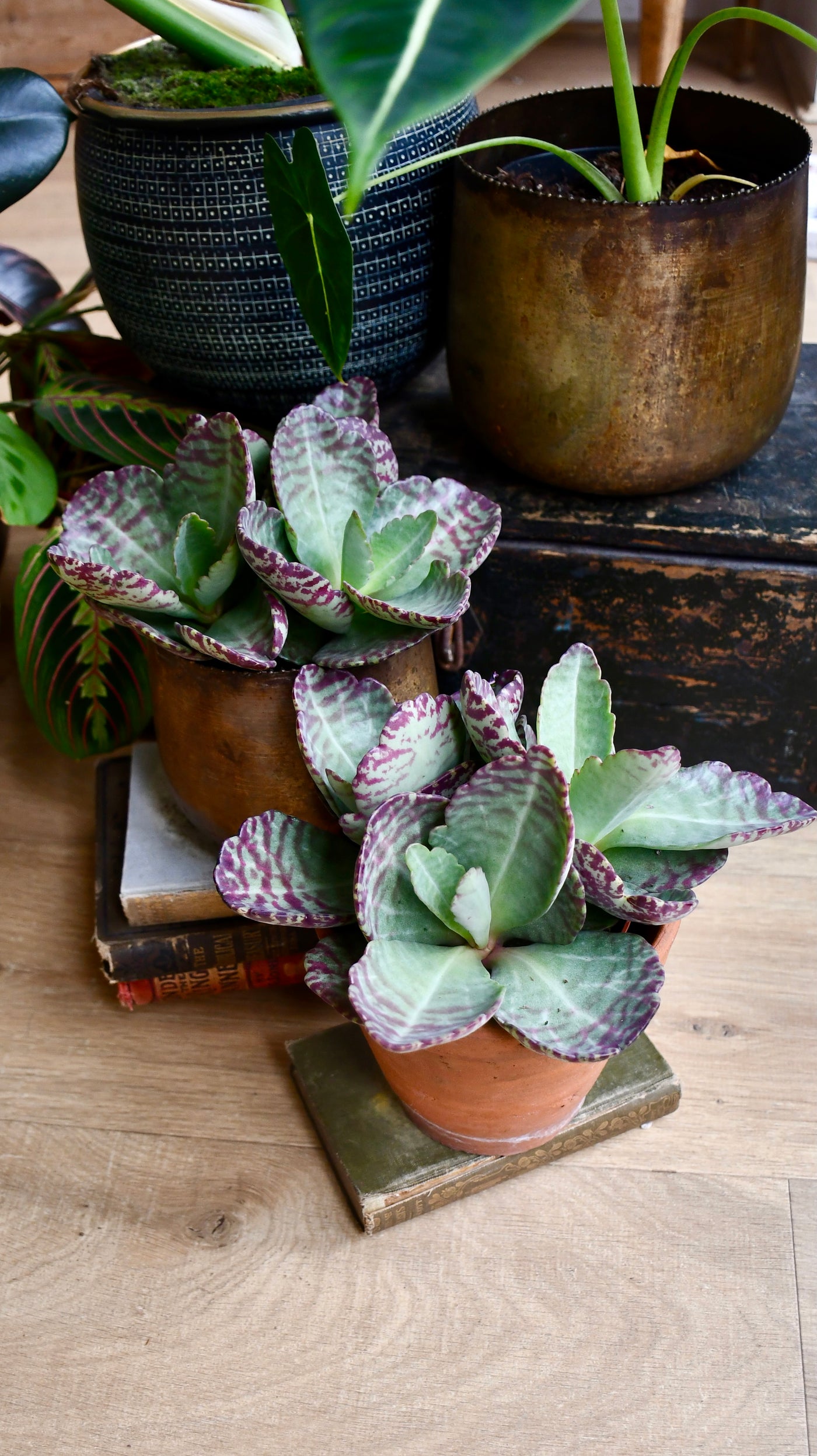 Kalanchoe Humilis (Desert Surprise)