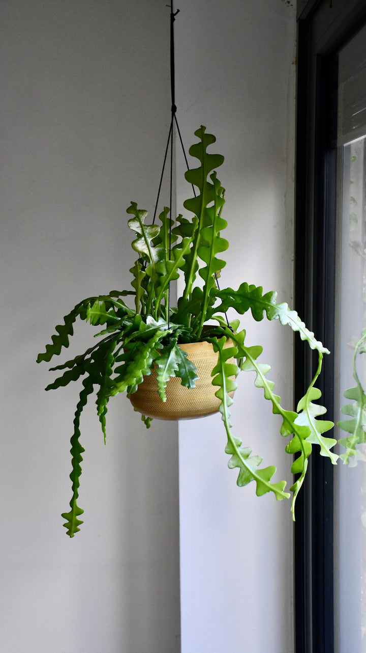 Epiphyllum Anguliger | Fishbone Cactus Indoor Plant Delivered