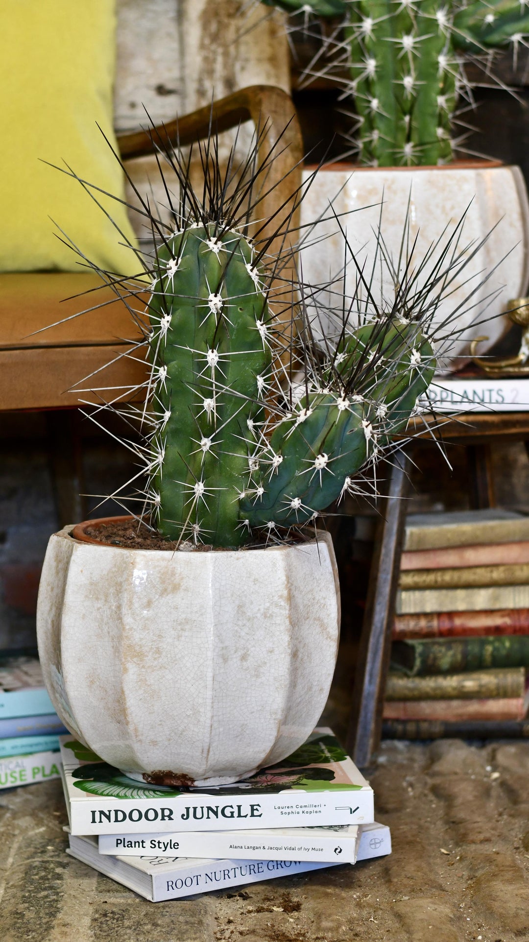 Stetsonia coryne
