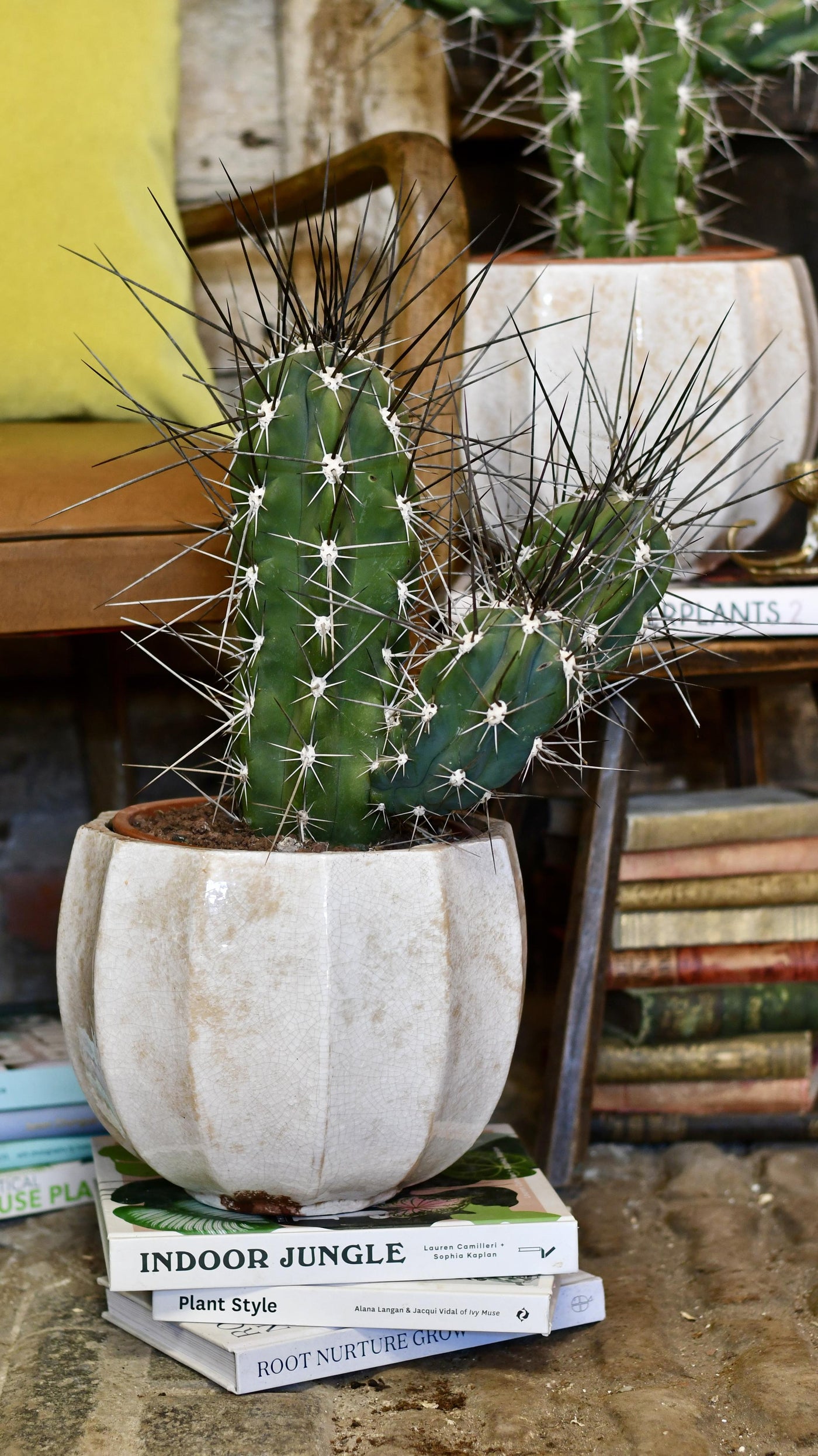 Stetsonia coryne - Toothpick Cactus *rare*