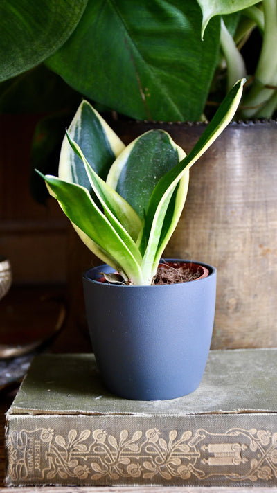 Baby Sansevieria Trifasciata Golden Hahnii & pot