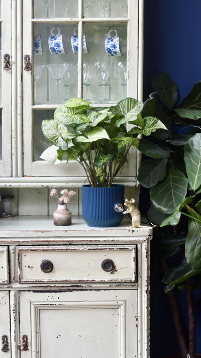 Syngonium White Butterfly and Vibes Pot