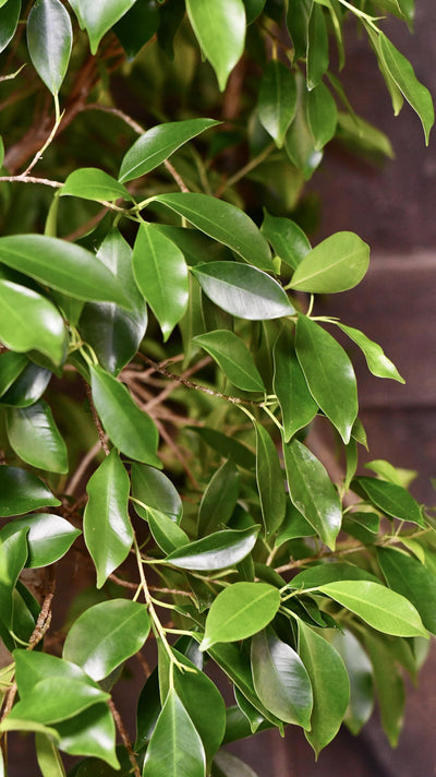 Indian Laurel - Ficus Nitida