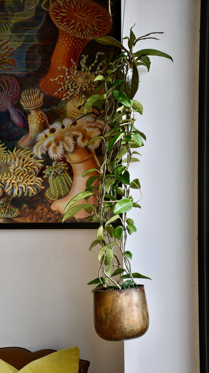 wax plant hanging Wax Plant | Hoya Carnosa