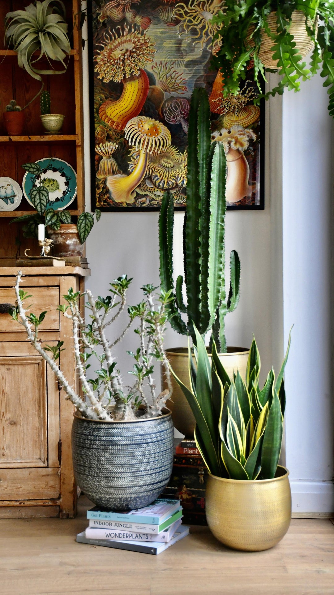 Tall Euphorbia Cactus | Large Cactus