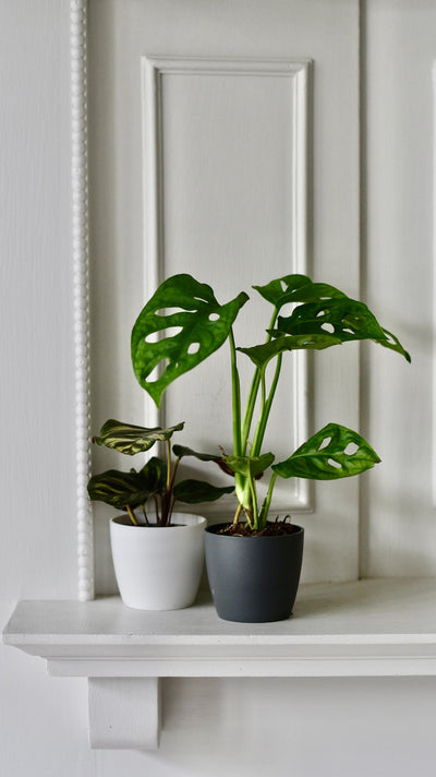 Baby Monstera Adansonii & Pot  | Monkey Mask | Mini Swiss cheese Plant