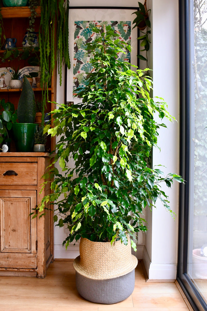 Indoor Weeping Fig Tree | Ficus Benjamina
