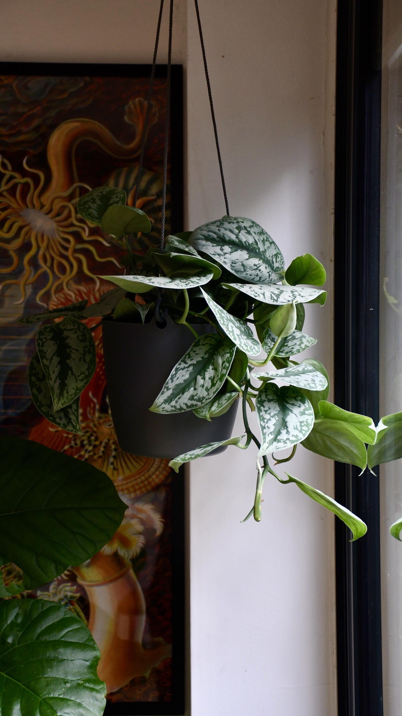 Scindapsus Pictus Trebie with a Brussels Hanging Planter