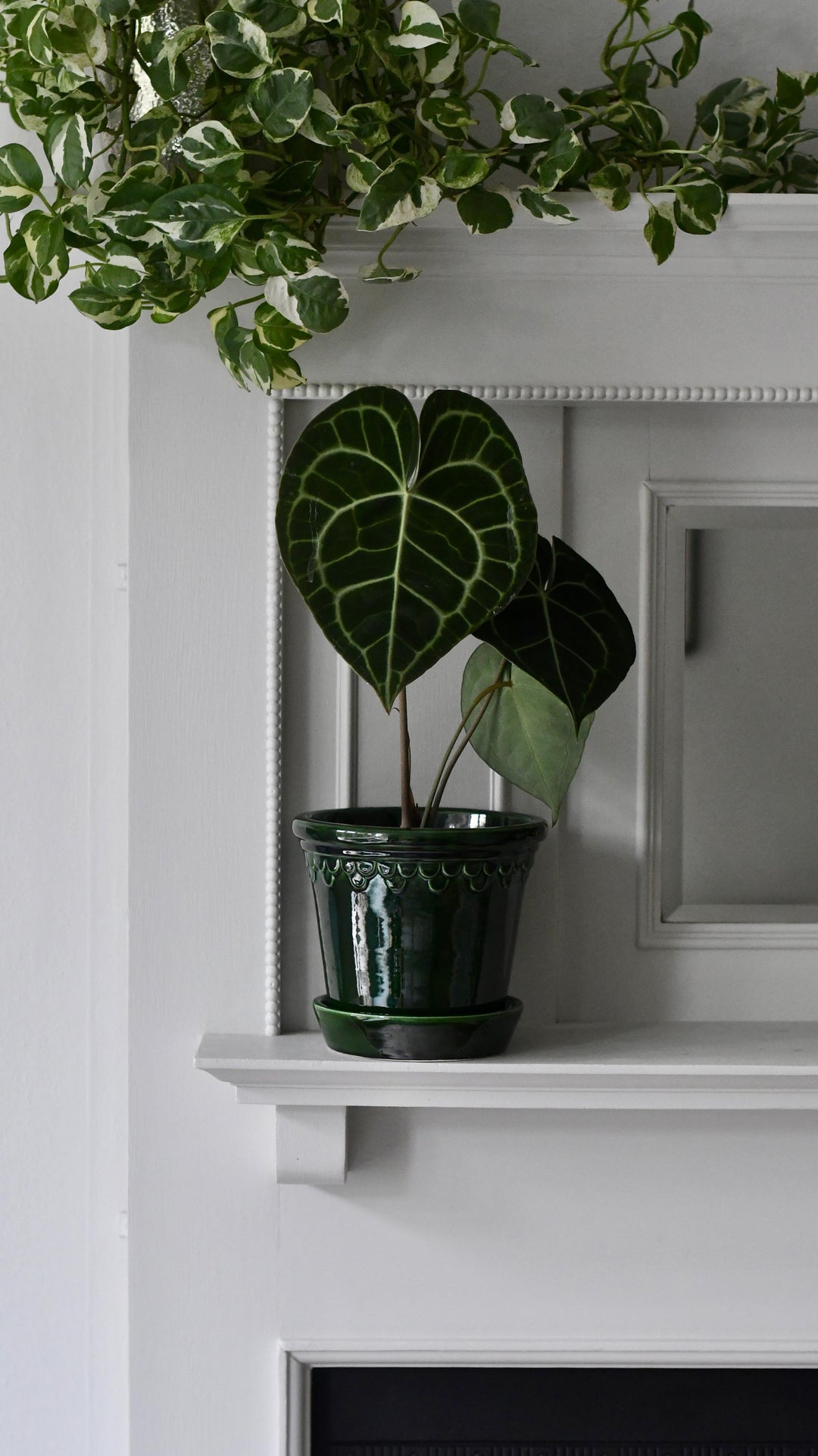 anthurium clarinervium uk buy Anthurium Clarinervium | Giant Laceleaf Indoor Plant