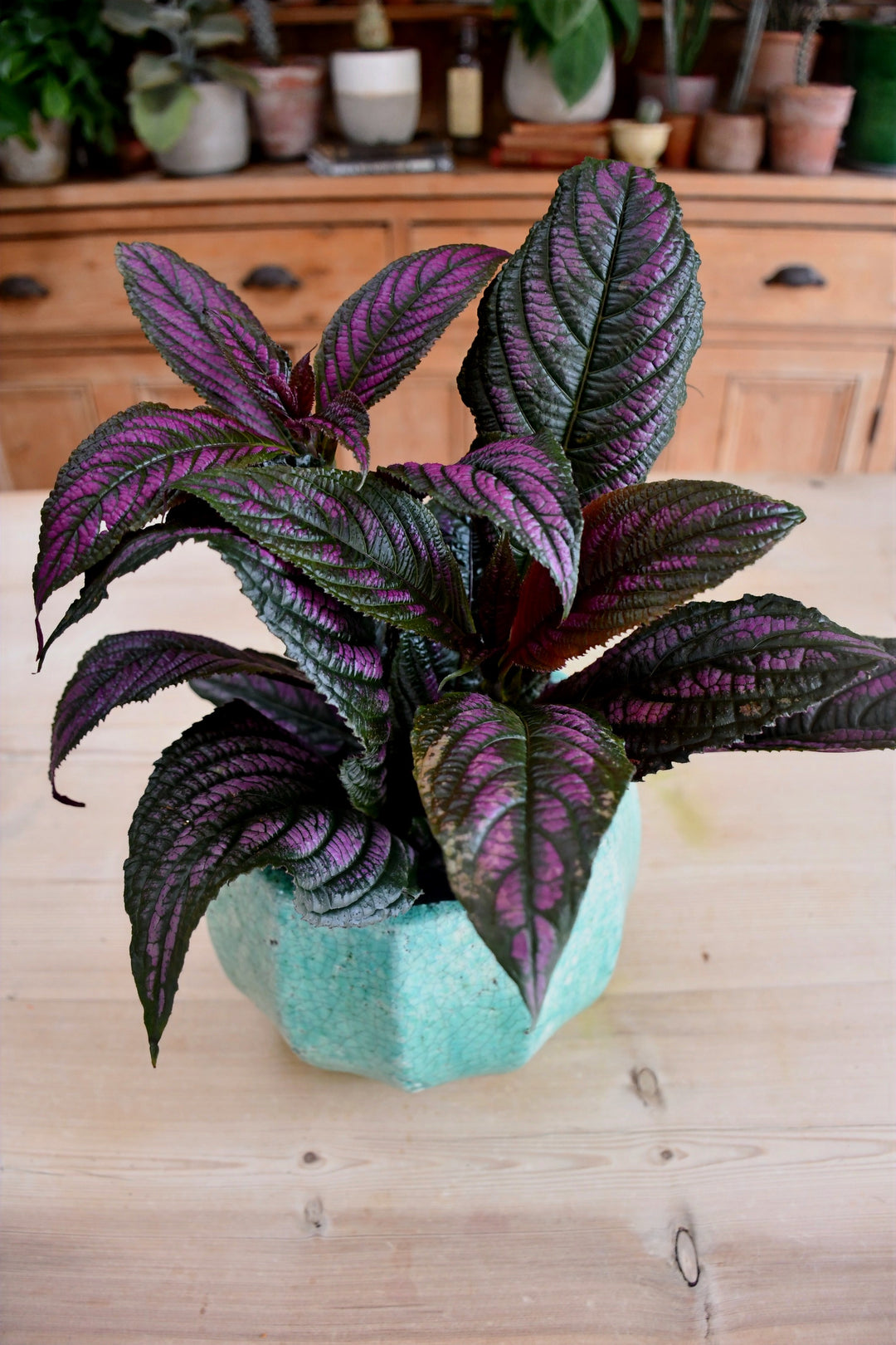 persian shield plant indoors Strobilanthes Dyeriana