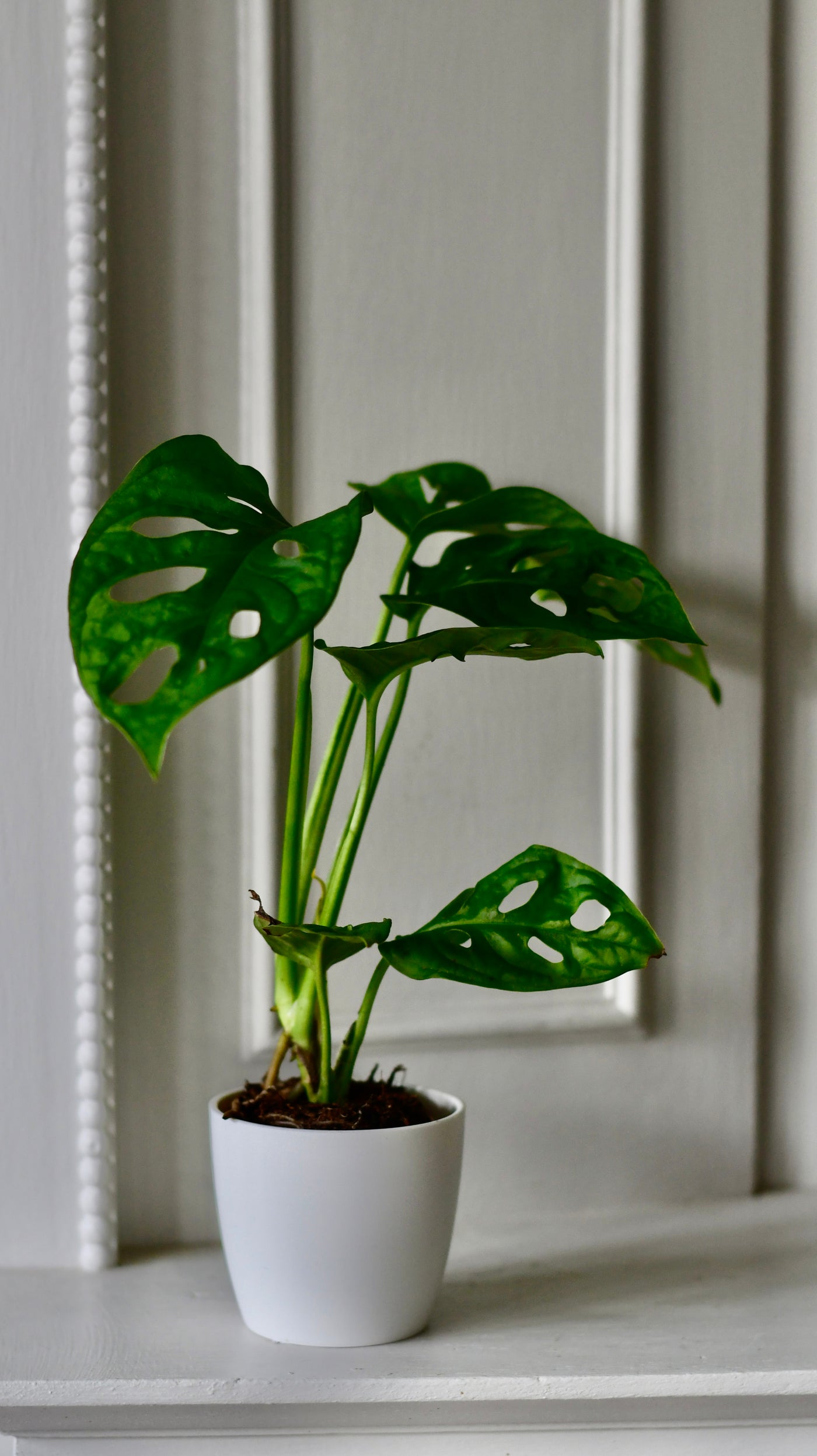 Baby Monstera Adansonii & Pot  | Monkey Mask | Mini Swiss cheese Plant