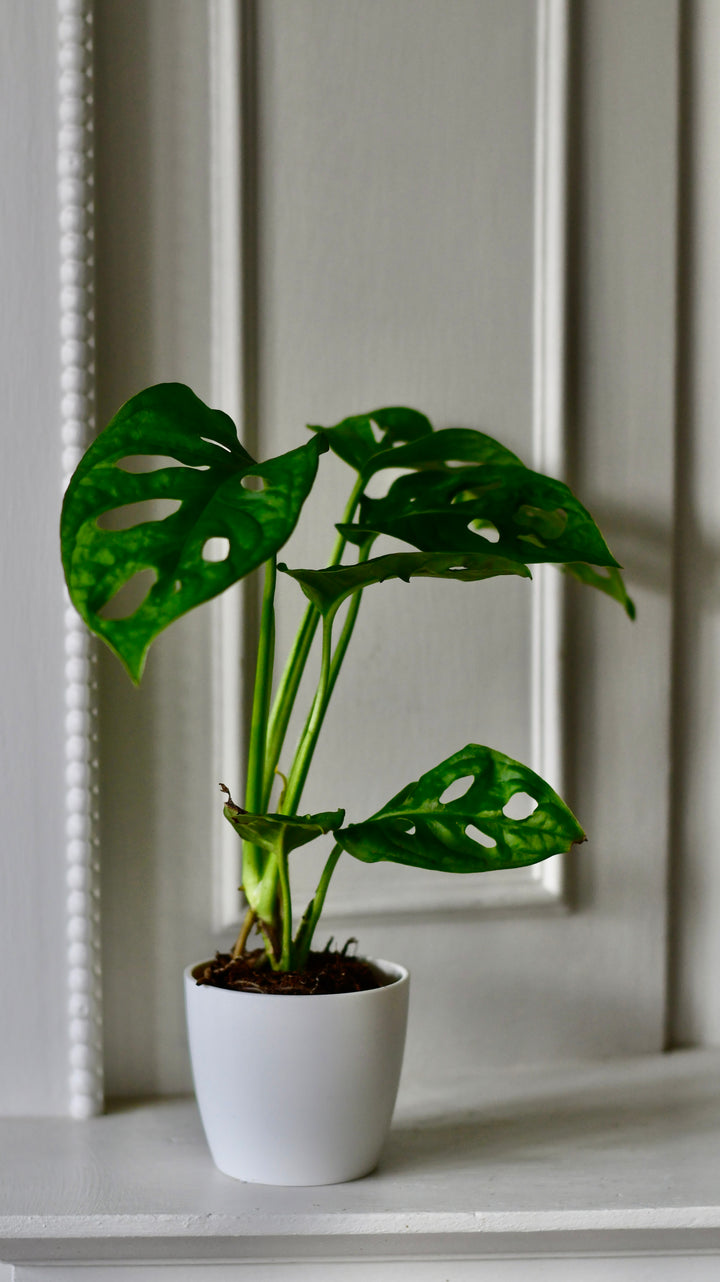 monstera adansonii safe for dogs Baby Monstera Adansonii & Pot | Monkey Mask