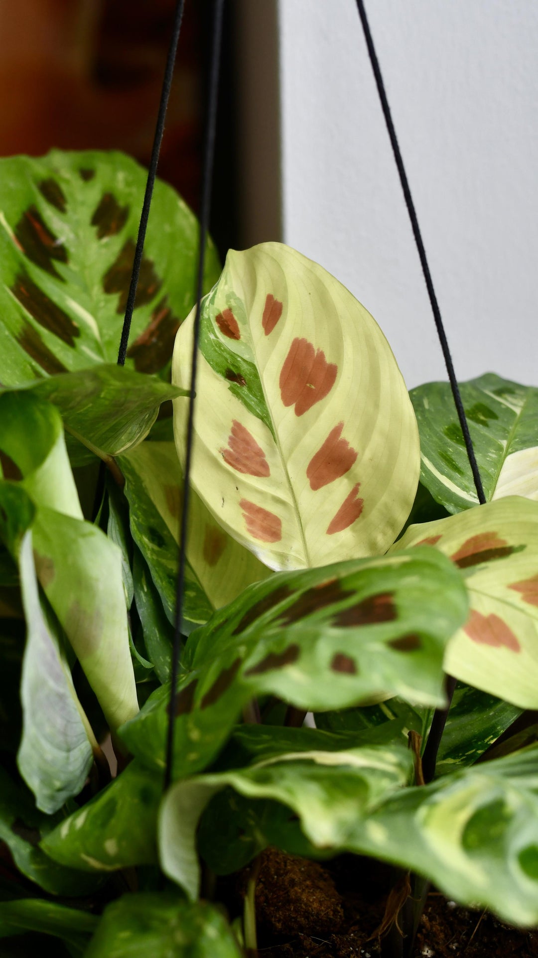 Variegated Maranta Leuconeura Kercho *rare* – Happy Houseplants