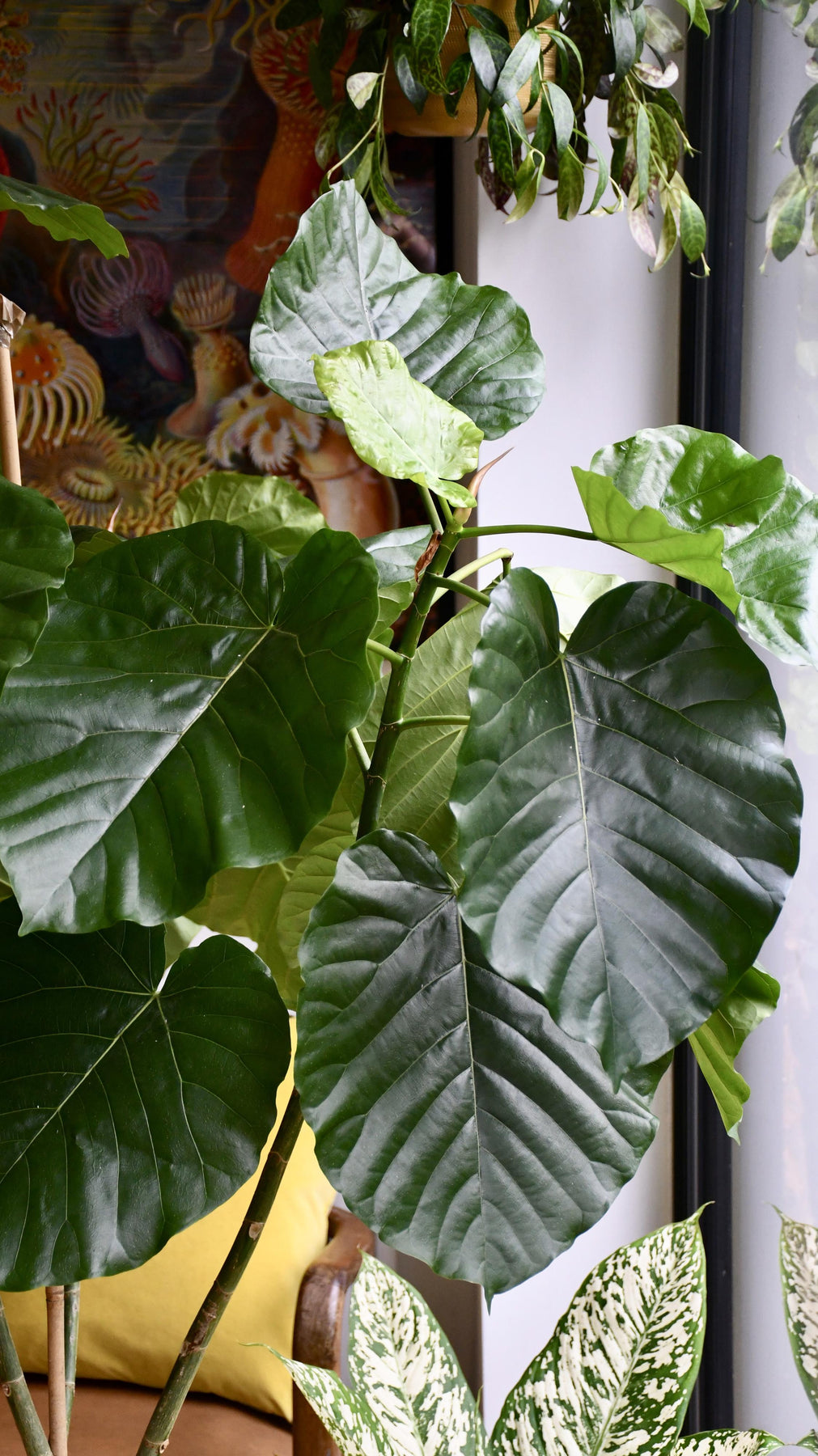 Rare Ficus Tree Ficus Umbellata Tree | Rare Ficus | Happy Houseplants – Happy Houseplants