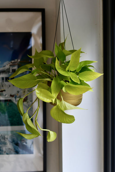 Scindapsus Neon Pothos - Golden Pothos 15cm