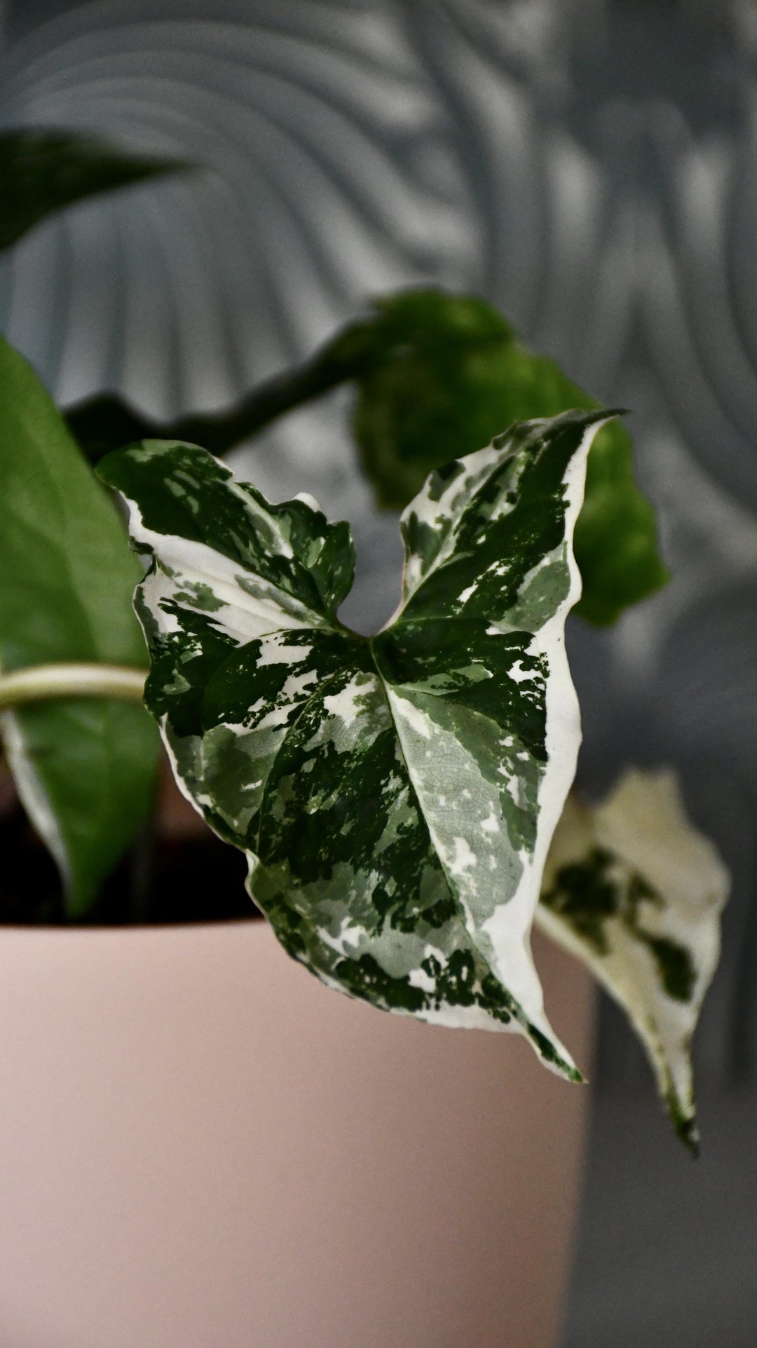 Variegated Syngonium Podophyllum | UK