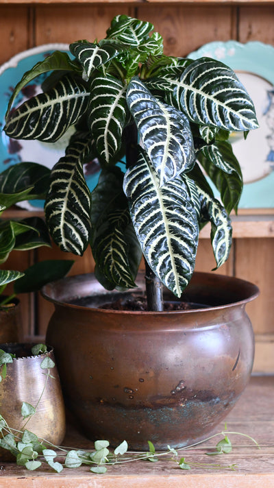 Aphelandra Squarrosa