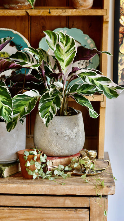Calathea White Fusion