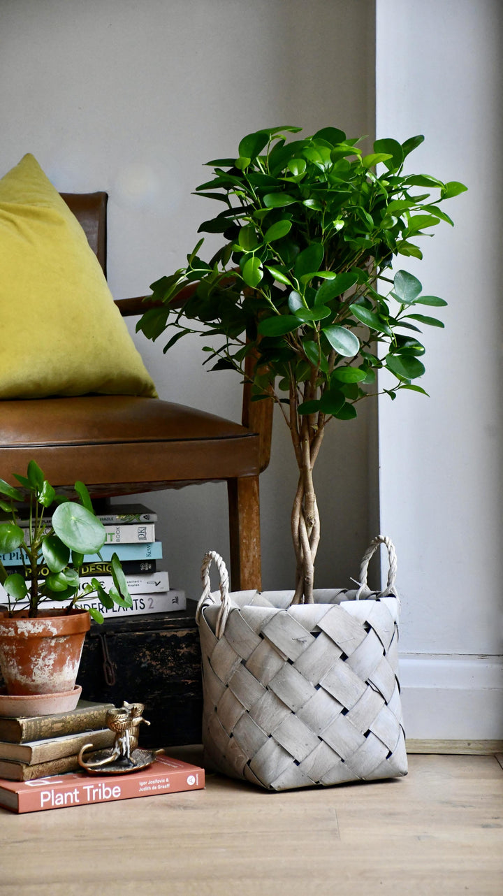 banyan indoor plant Ficus Microcarpa | Chinese Banyan Tree