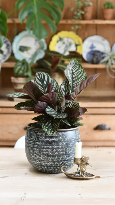 Calathea Sanderiana - Pinstripe - Prayer Plant