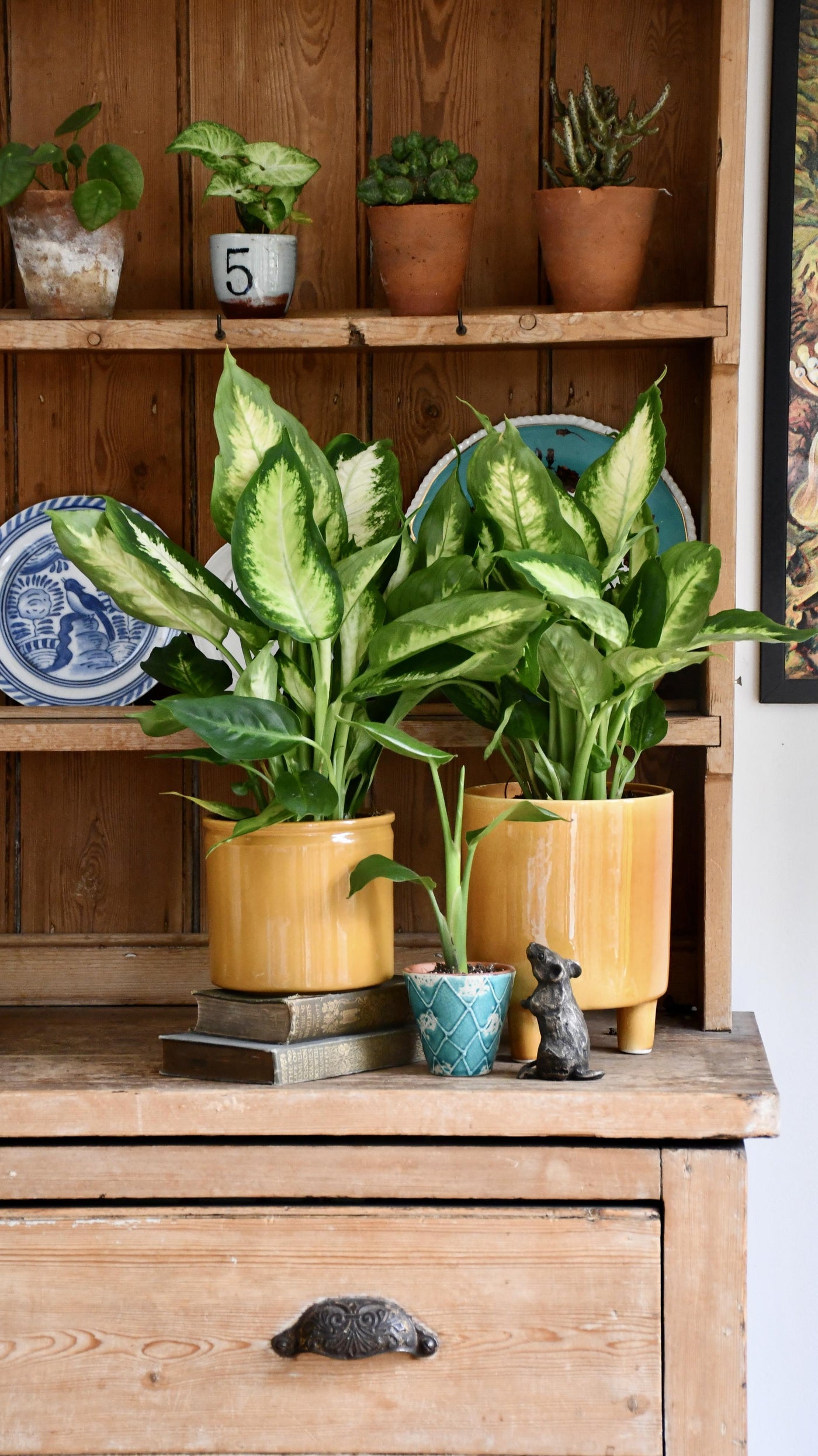 Dieffenbachia Camilla - Dumb Cane