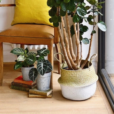 White Seagrass Planter