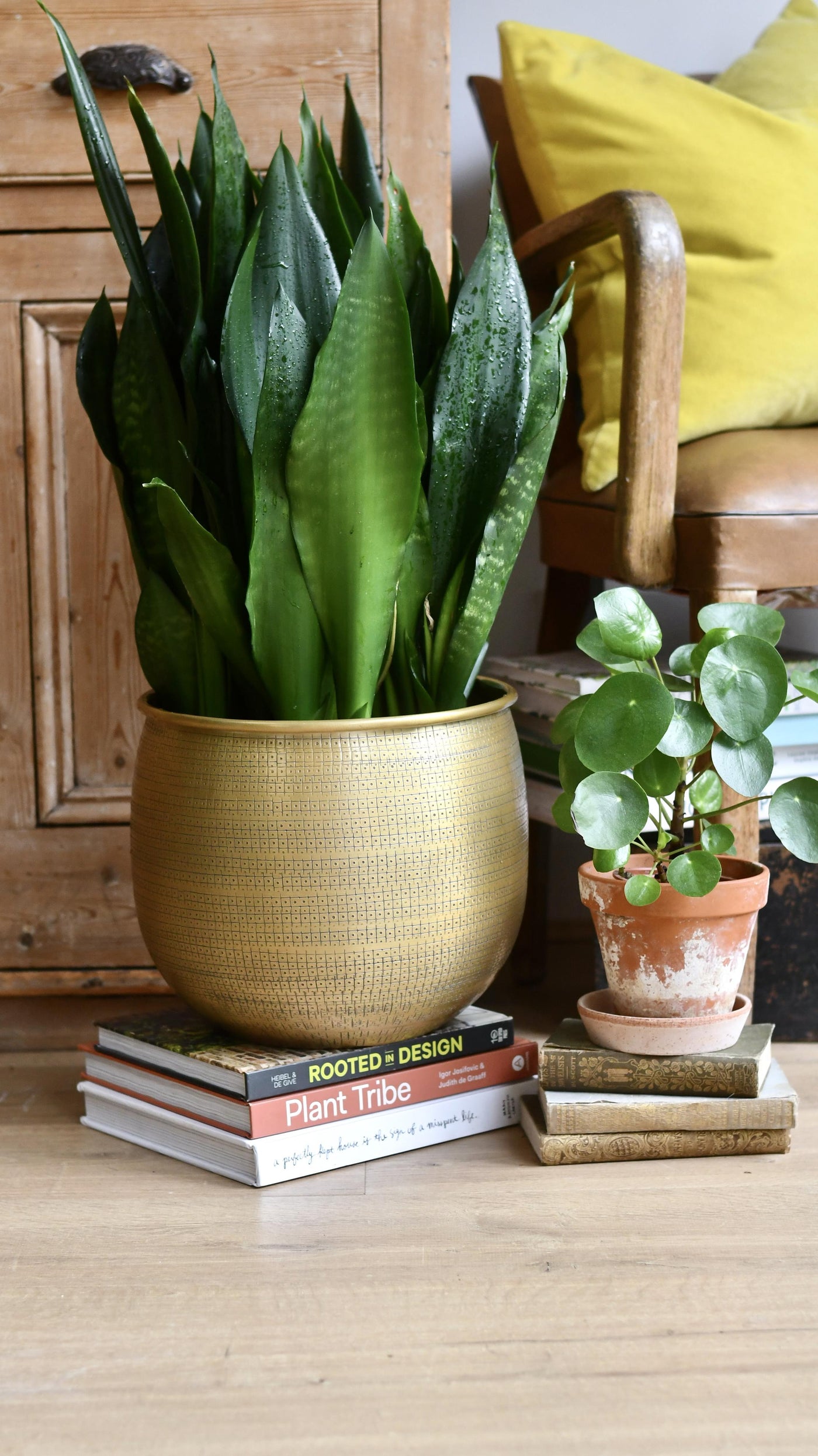 Sansevieria Trifasciata Black Dragon