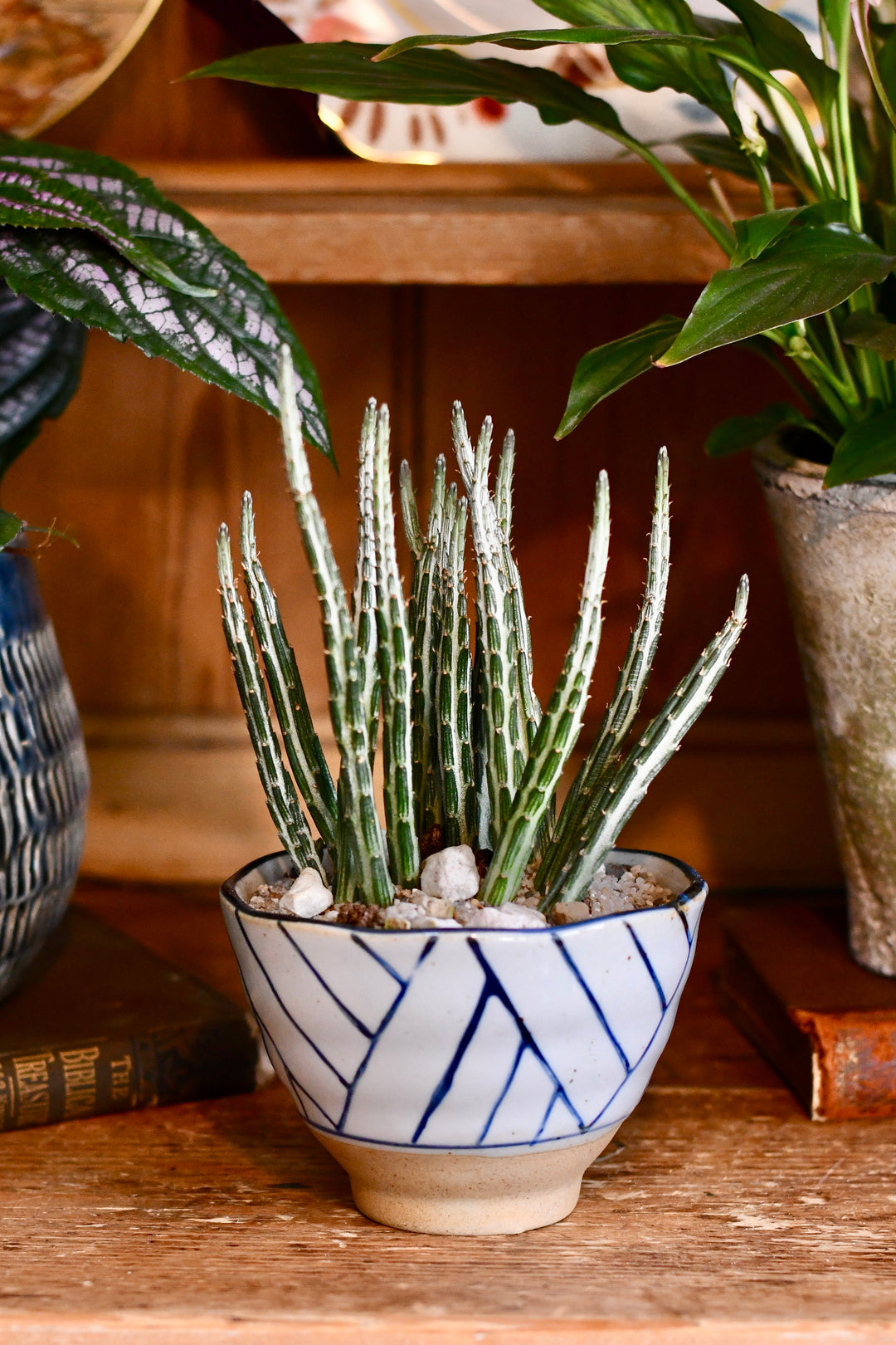 pickle plant succulent kleinia stapeliiformis Kleinia Senecio | Pickle Plant
