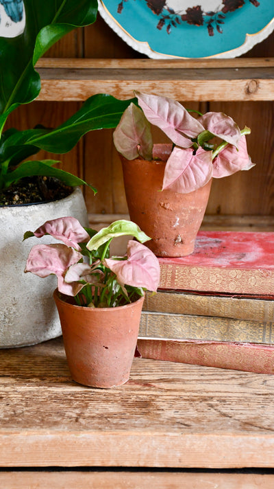 Baby Syngonium Podophyllum Red Heart